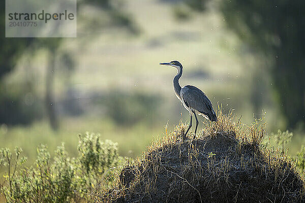 Grey heron on termite mound in sunshine