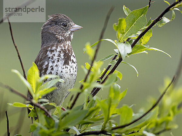 A fox sparrow stands on alert near its nest near Kamishak Bay  Alaska  in early June.