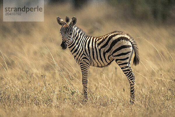 Plains zebra foal stands looking at camera