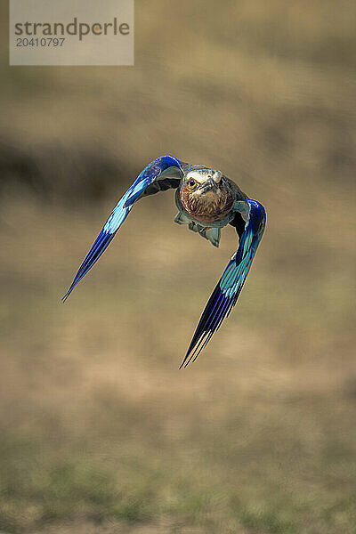 Lilac-breasted roller flies over grassland lowering wings