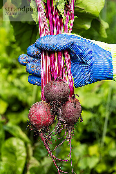 A close up of a gloved female hand holding red beets just pulled out of ia garden in the background