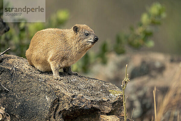 Rock hyrax watches camera from sunlit rock