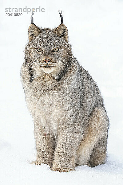 Canadian Lynx in the snow along the roadways of the Yukon.