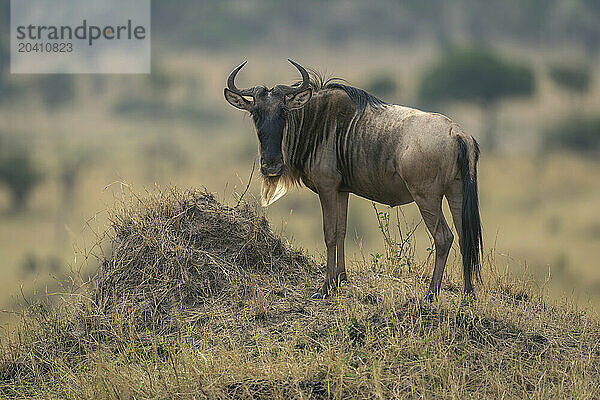 Blue wildebeest stands turning head on mound