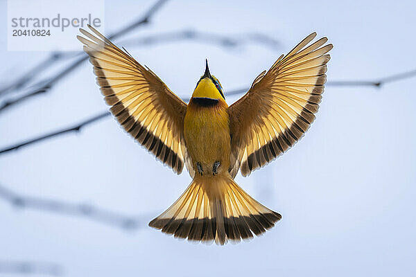 Little bee-eater spreads translucent wings in flight