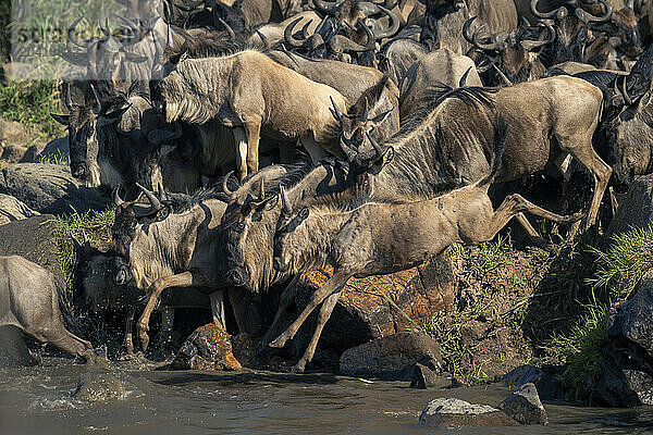 Three blue wildebeest jump into river together