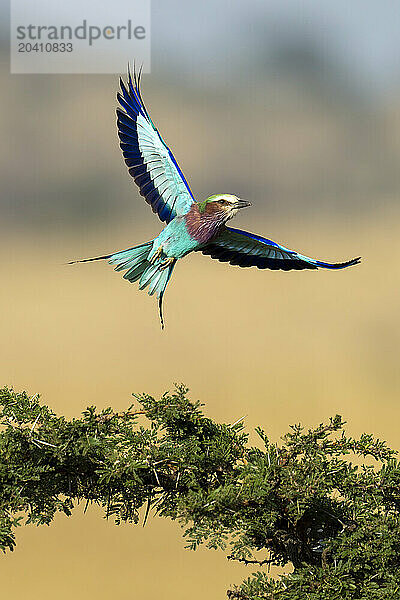 Lilac-breasted roller takes off from leafy thornbush