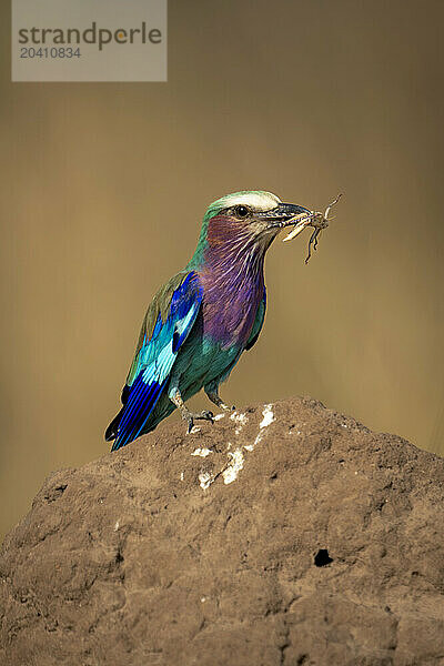 Lilac-breasted roller on termite mound holding insect