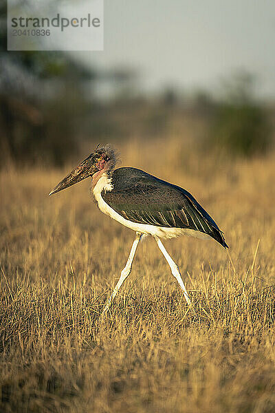 Marabou stork walks across savannah in sunshine