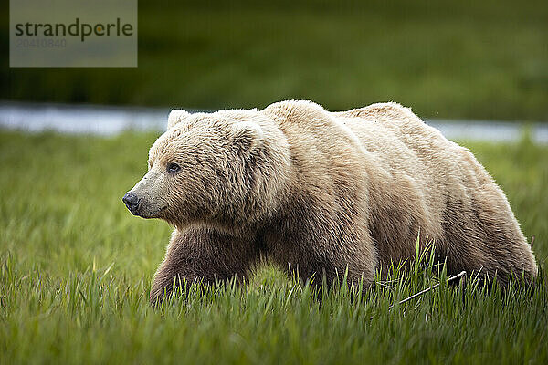 A brown bear  Ursus arctos  walks in the sedge flats near McNeil River  Alaska. Brown bears gather in the area each spring and early summer to feed heavily on nutritious sedges prior to the arrival of local salmon runs.