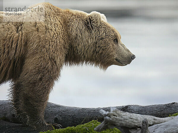 A brown bear   Ursus arctos  pauses on a spit extending into southwestern Alaska's McNeil Cove.