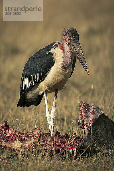 Marabou stork stands by carcase watching camera