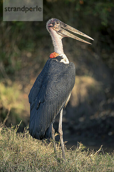 Marabou stork stands on riverbank opening mouth