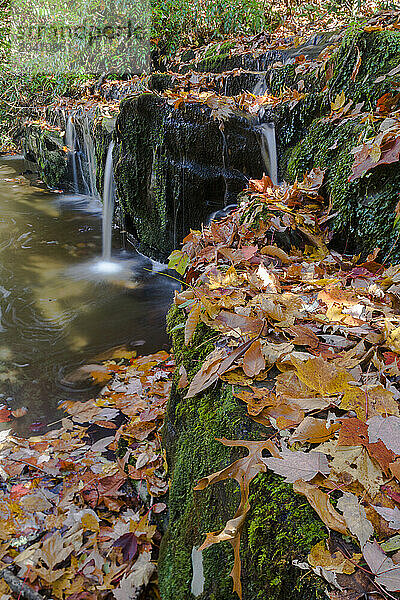 Fall Leaf Covered Waterfall in the Great Smoky Mountains in the Fall