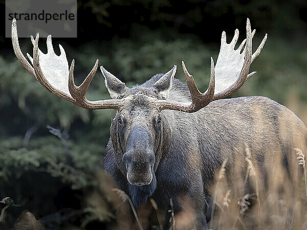 A mature bull moose  Alces alces  with a large rack of antlers spanning close to two meters (six feet) wide  pauses late in the rut in Southcentral Alaska's Chugach State Park..