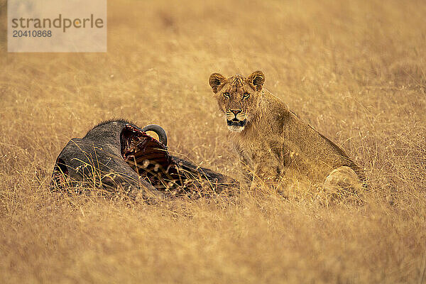 Lioness sits watching camera near wildebeest carcase