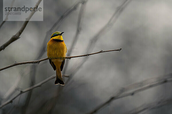 Little bee-eater turns head on thin branch