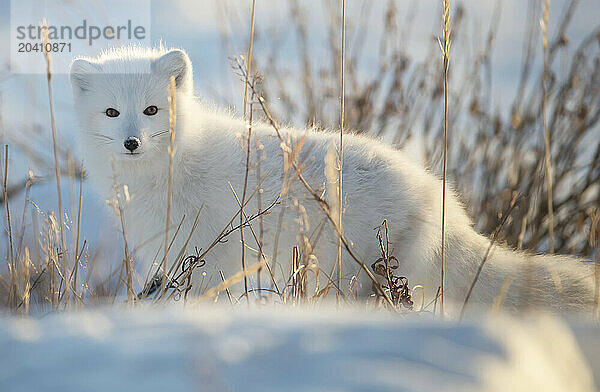 Arctic fox  Churchill  Manitoba