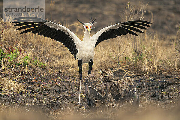 Secretary bird spreads wings above tawny eagle