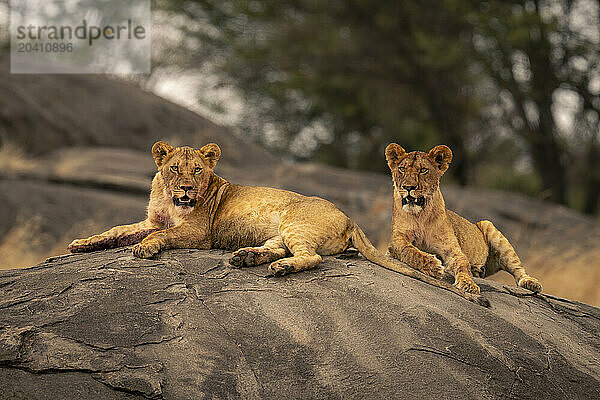 Two lionesses lie on rock facing camera