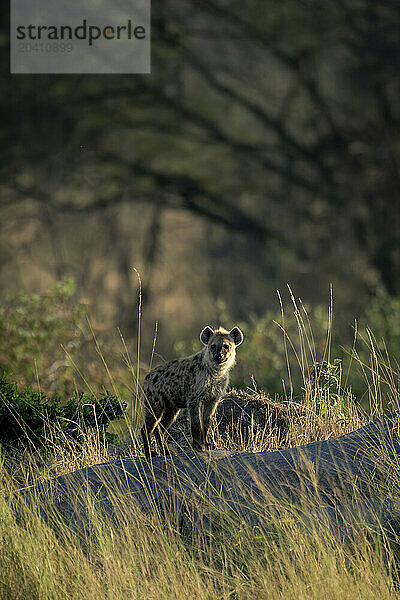 Spotted hyena stands on kopje watching camera