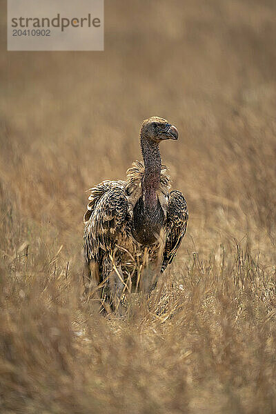 White-backed vulture turns head in long grass