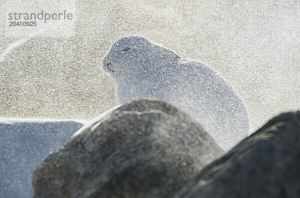 Arctic hare in a snowstorm  Churchill Manitoba.