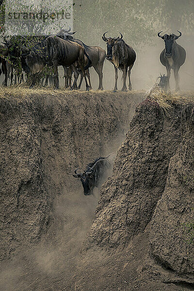 Blue wildebeest goes down gulley on riverbank