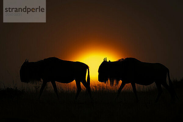 Two blue wildebeest cross horizon at sunset