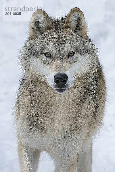 Wolf in the wild making eye contact.
Canis Lupus