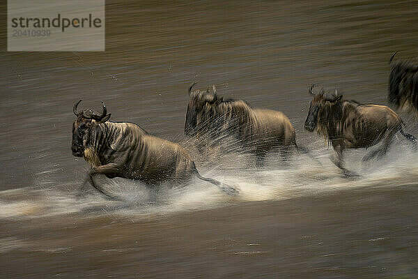 Slow pan of blue wildebeests crossing river