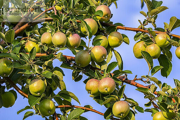 Apple bunches on a tree branches at sun rise with blue sky in the background