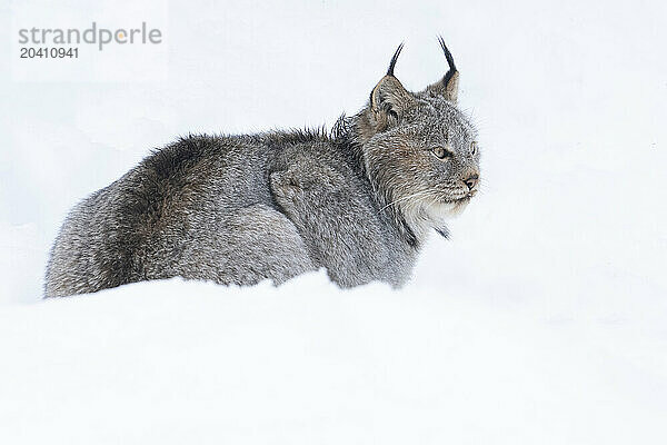 Canadian Lynx in the snow along the roadways of the Yukon.