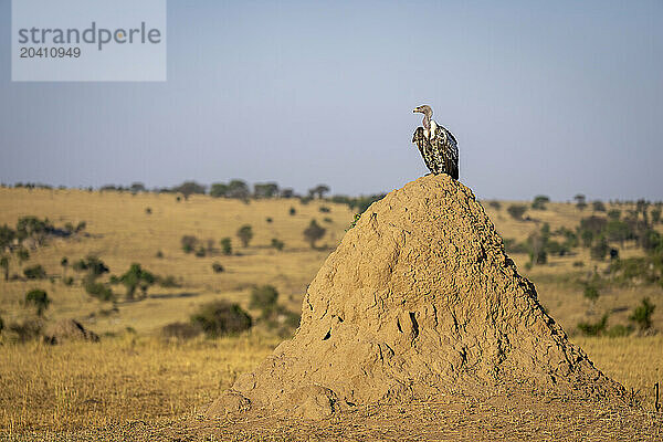 Ruppell vulture perches on large termite mound