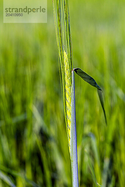 Close up of a young head of wheat in a field