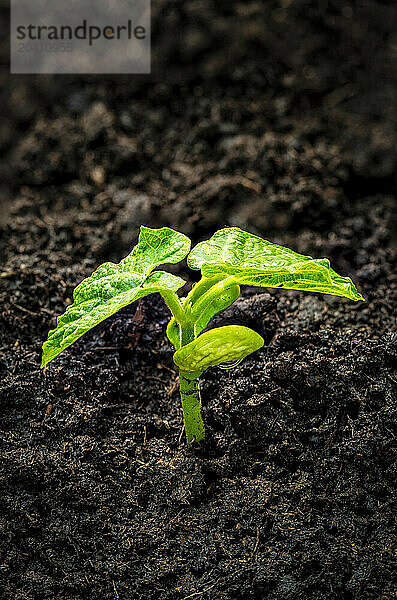 Close up of a bean seedling with dark soil