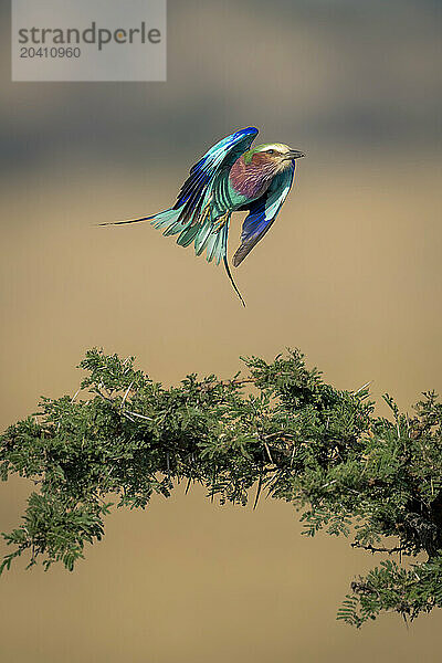 Lilac-breasted roller flies over thornbush folding wings