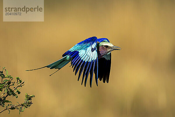 Lilac-breasted roller with catchlight flies from bushes