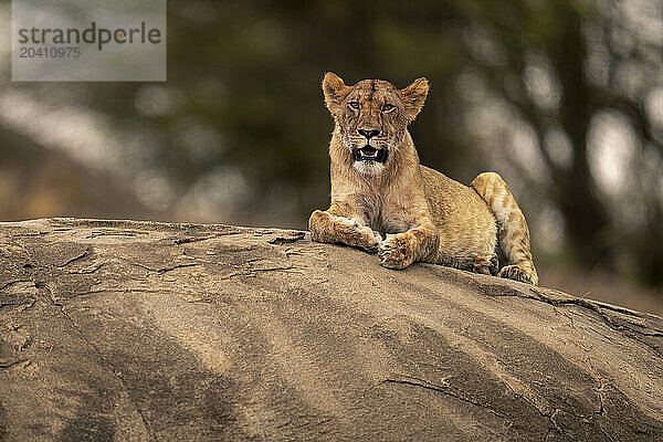 Blood-stained lioness lies on rock watching camera