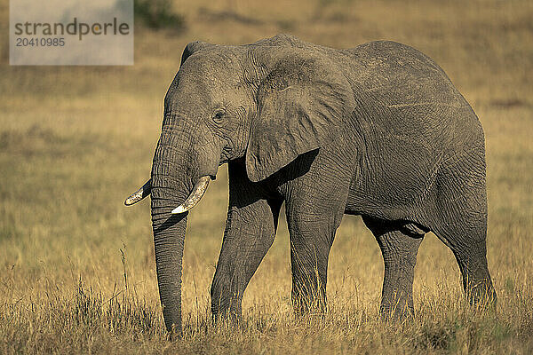 African bush elephant walks across grass plain