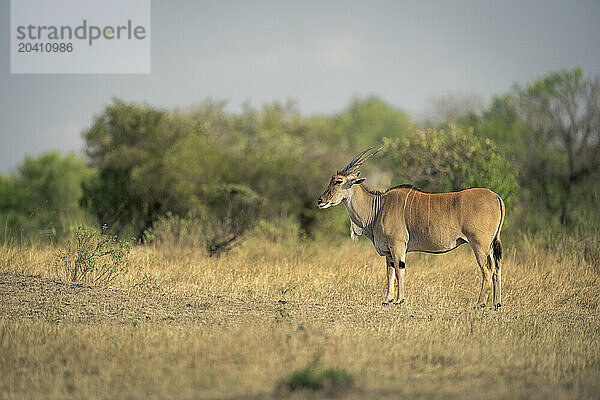 Male common eland stands near leafy bushes