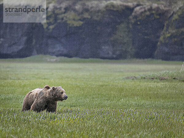 A brown bear  Ursus arctos  walks in a light rainfall on the sedge flats near McNeil River  Alaska. Brown bears gather in the area each spring and early summer to feed heavily on nutritious sedges prior to the arrival of local salmon runs.