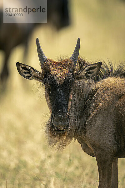 Close-up of blue wildebeest calf watching camera