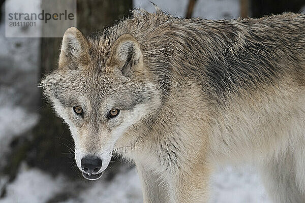 Wolf in the wild making eye contact.
Canis Lupus