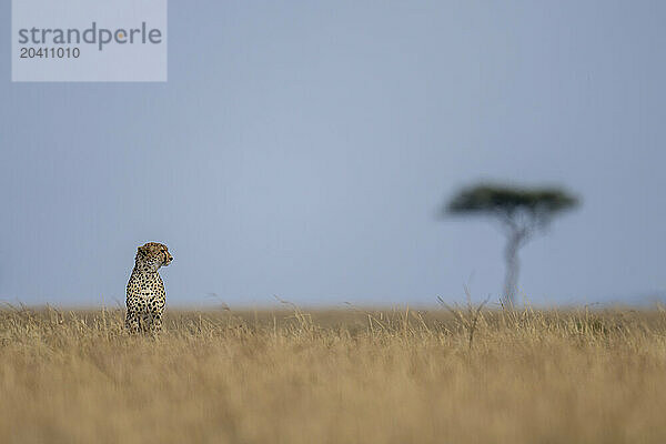 Cheetah sits on horizon near acacia tree