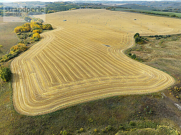 Aerial view of a cut golden grain field at harvest with colouful fall trees around the field and rolling hills in the background