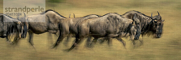 Slow pan panorama of five blue wildebeest