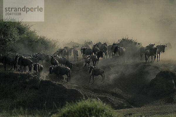 Blue wildebeest stand in dustcloud on riverbank