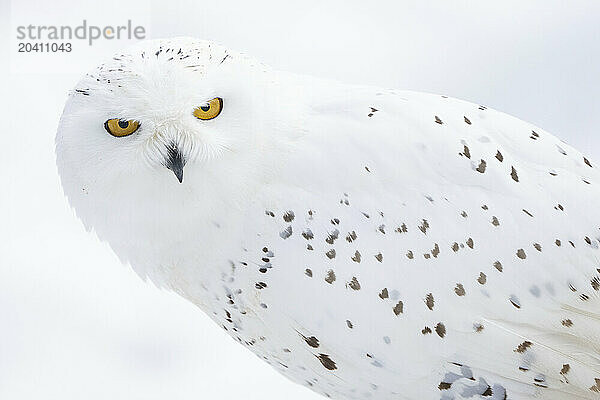 Snowy owl
Bubo scandiacus