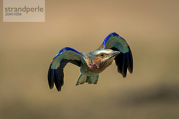 Lilac-breasted roller tucks wings flying over savannah